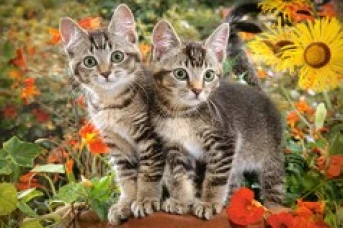 Castorland пазл  Котята  1500 деталей