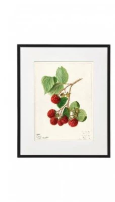 Постеры в рамах под стеклом в ассортменте, ягоды  20X25X2.5 CM, SiL  
