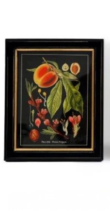 Постеры в рамах под стеклом в ассортменте, Фрукты на черном фоне, 20X25X2.5 CM, SiL 
