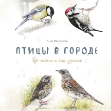 Птицы в городе. Где найти и как узнать