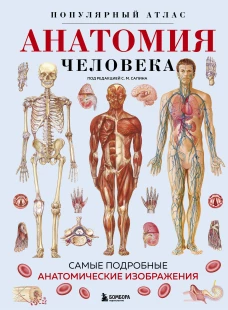 Анатомия человека. Популярный атлас. Самые подробные анатомические изображения