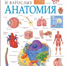 Анатомия
