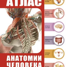 Атлас анатомии человека