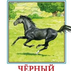 Черный красавчик