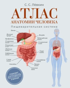 Атлас анатомии человека. Пищеварительная система