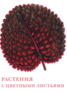 Растения с цветными листьями