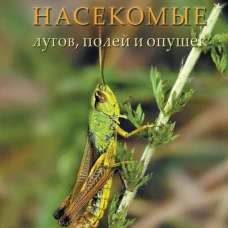 Насекомые лугов, полей и опушек