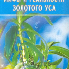 Золотой ус: мифы и реальность