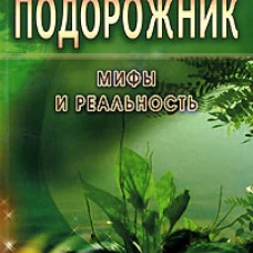 Подорожник.Мифы и реальность