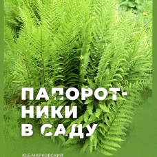 Папоротники в саду. Марковский Ю.Б.