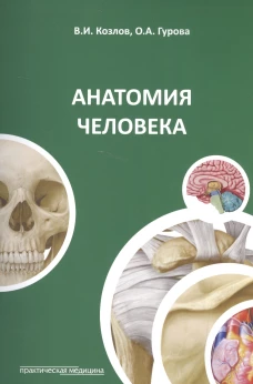 Анатомия человека.Краткий курс