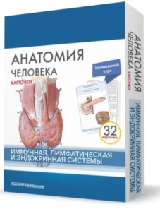Анатомия человека: карточки. (32 шт). Иммунная, лимфатическая и эндокринная системы. Сапин М.Р., Николенко В.Н., Тимофеева М.О.