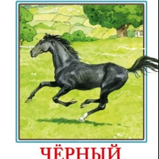 Черный красавчик
