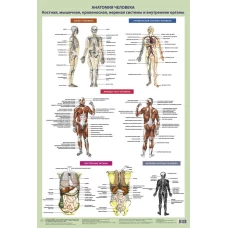 Анатомия человека. Костная, мышечная, кровеносная системы и внутренние органы (в тубусе)