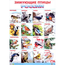 Зимующие птицы Росии