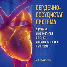 Сердечно-сосудистая система. Анатомия и физиология в покое и при физических нагрузках