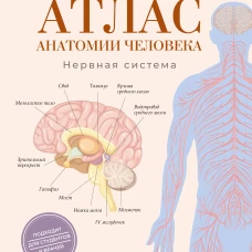 Атлас анатомии человека. Нервная система